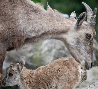 mother-baby-ibex